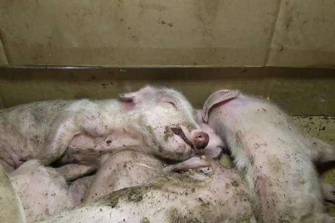 Die brutale Praxis, "überflüssige" Ferkel loszuwerden Bild: Die brutale Praxis, "überflüssige" Ferkel loszuwerden
