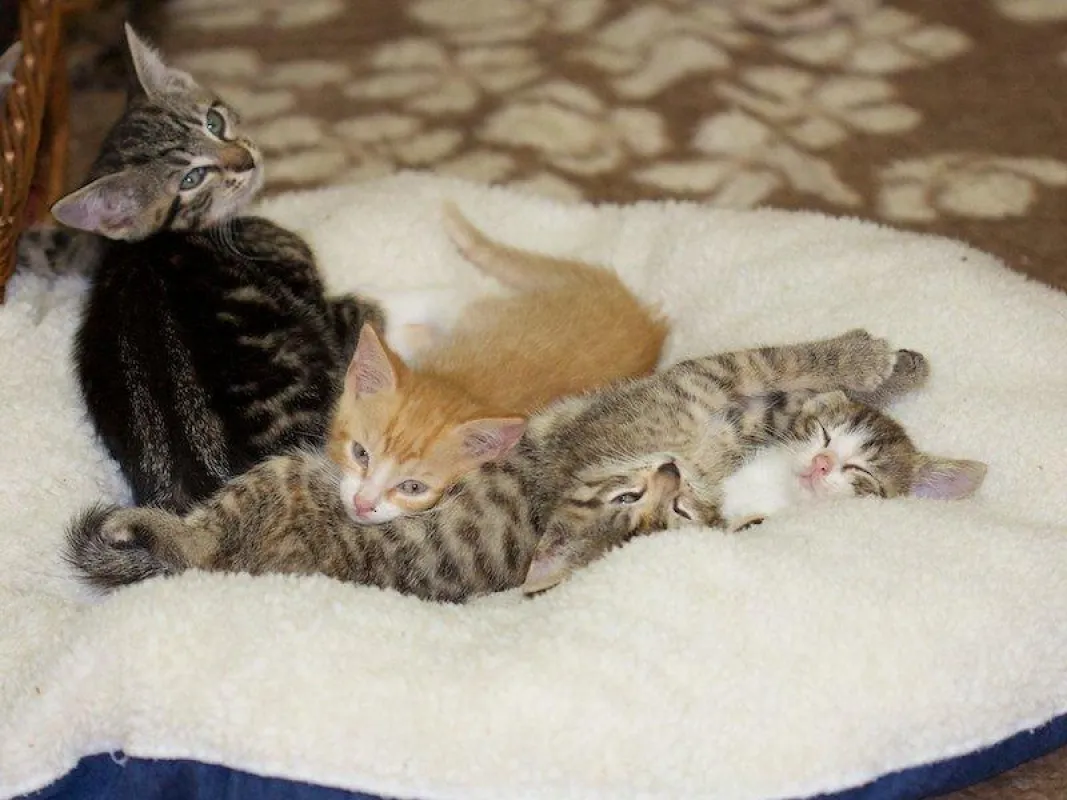 Katzenkinder