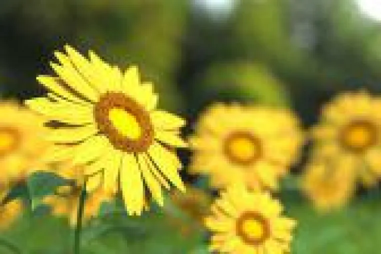 Innerer Frieden durch gechannelte Meditation Bild: Innerer Frieden durch gechannelte Meditation