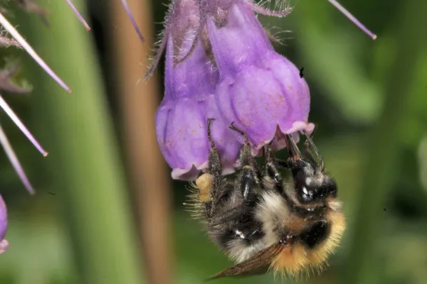 Bild: Insekten in der Stadt: Blumen allein genügen nicht 