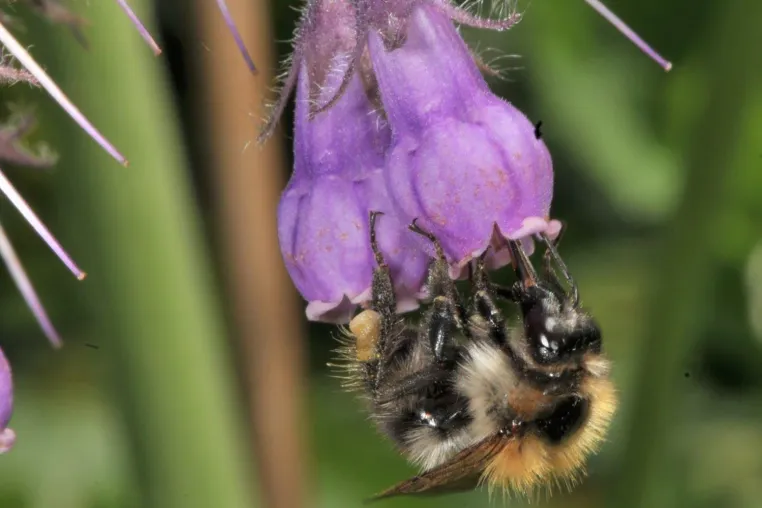 Insekten in der Stadt: Blumen allein genügen nicht Bild: Insekten in der Stadt: Blumen allein genügen nicht