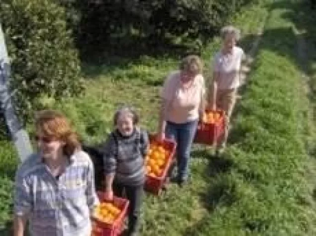 Zur Orangenernte nach Sizilien Bild: Zur Orangenernte nach Sizilien