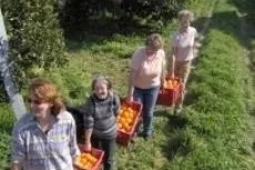 Bild: Zur Orangenernte nach Sizilien
