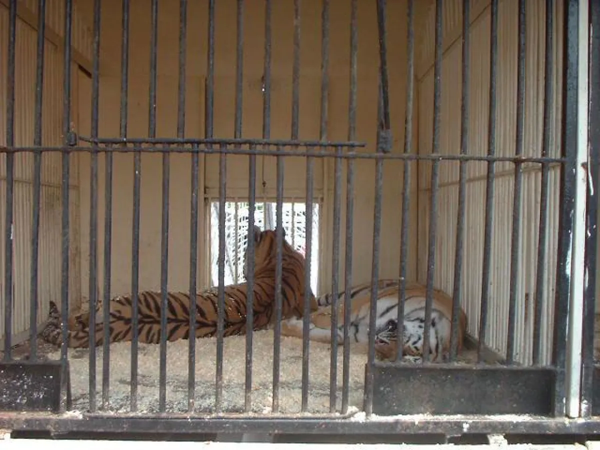 Schon oft wurden Mängel in der Tierhaltung beim Circus Barelli festgestellt - bisher ohne positive Folgen für die Tiere