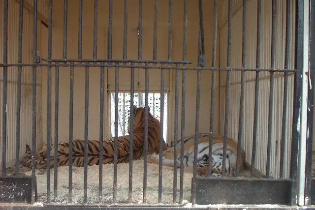 Bild: Protest gegen Tierausbeutung im Circus Barelli