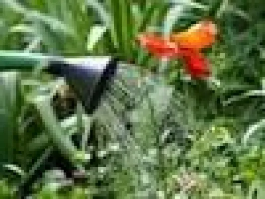 Bild: Gartengestaltung und Gartenpflege mit Gartenarbeit.tv