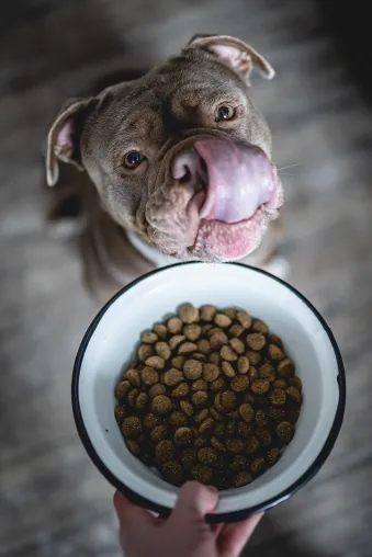 Bild: Potsdamer Start-Up forscht an der (Hunde-) Ernährung der Zukunft