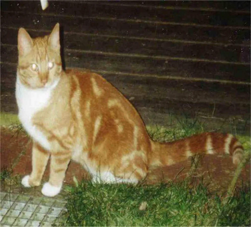 Simba ist einer unserer Notfälle