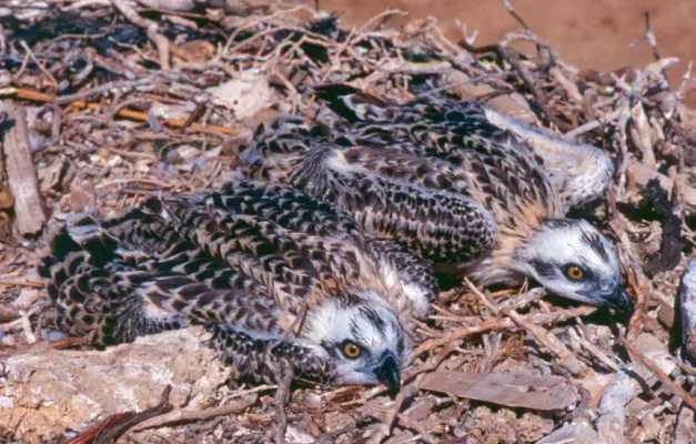 Bild: Junge Fischadler lernen fliegen