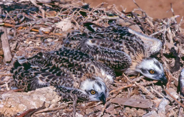 Bild: Junge Fischadler lernen fliegen