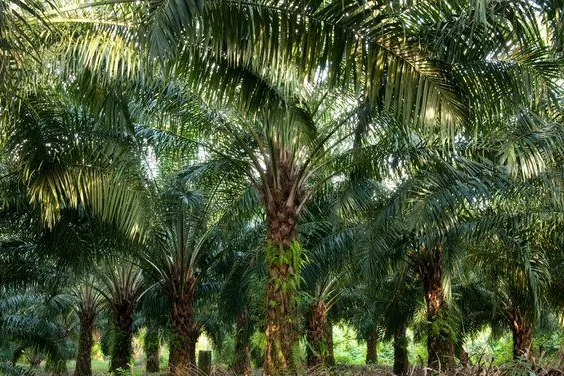 Bild: Ölpalmen-Plantagen in Afrika