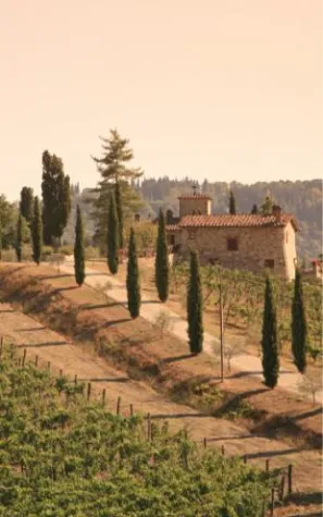 Bild: Gold in Weinflaschen – Riesling vom Bossa Nova Weingut