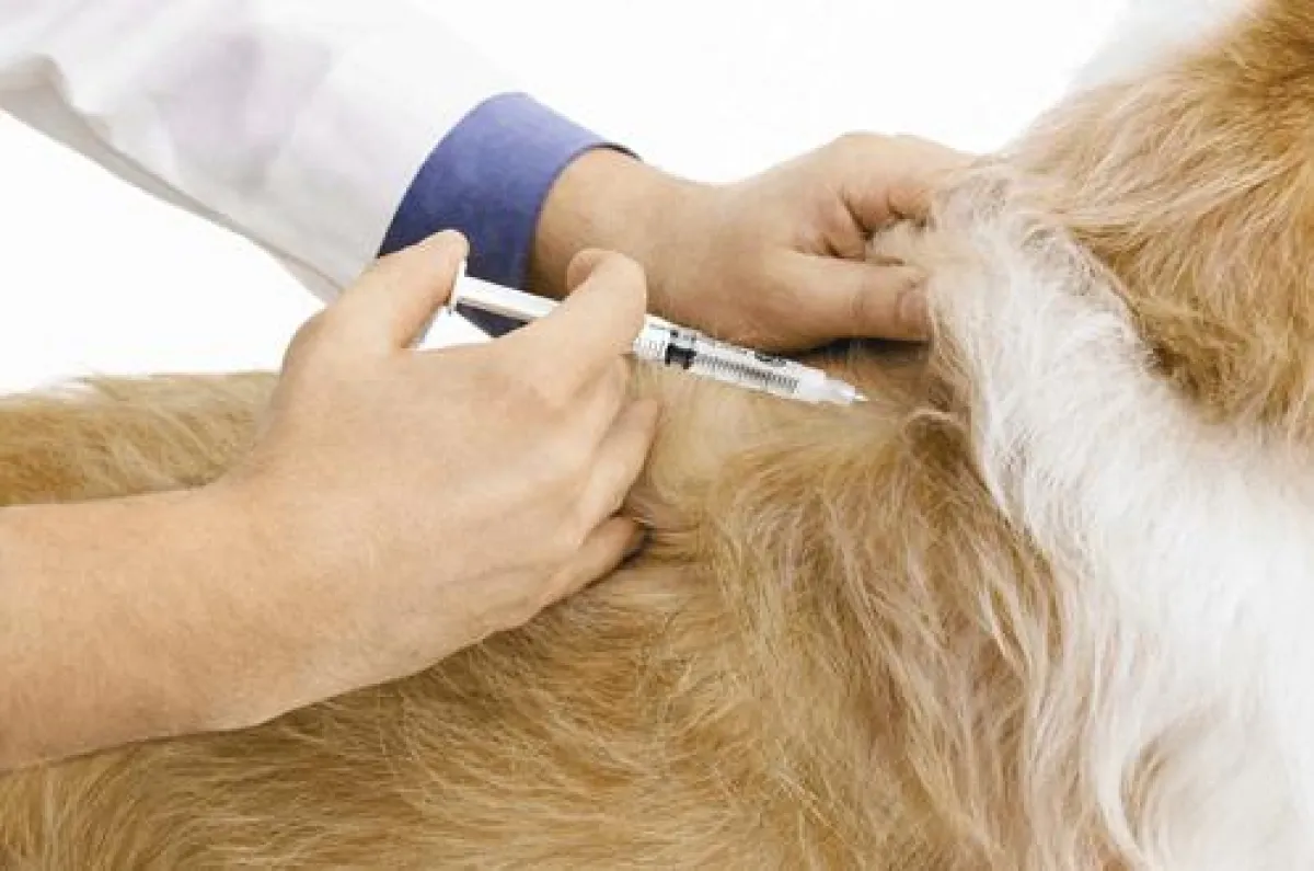 Manche modernen Medikamente müssen nur einmal vom Tierarzt gespritzt werden, und die Wirkung hält für 14 Tage an (z. B. ein neues Antibiotikum von Pfizer). Eine Erleichterung für den Tierhalter. © Pf