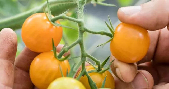 Bild: Crowdfunding zur urbanen, klimaverträglichen Landwirtschaft sammelt in weniger als 24 Stunden 100.000 Euro ein
