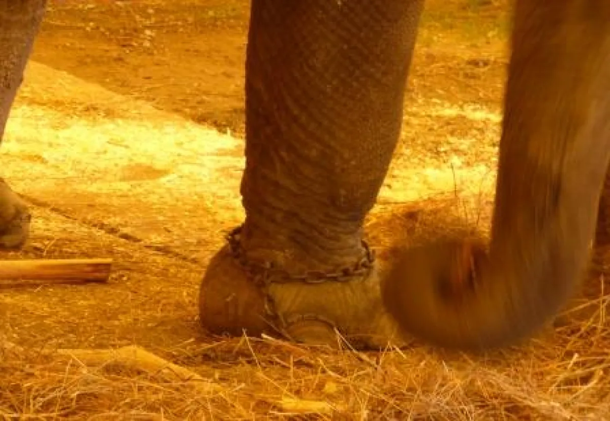 Elefant im Zirkus Charles Knie © PETA