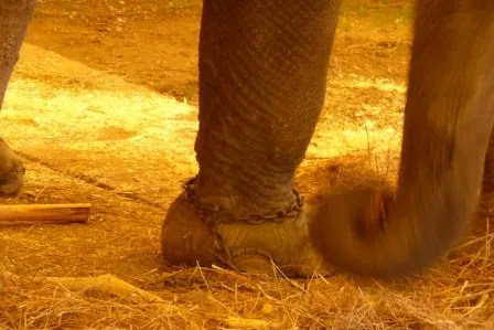 Gastspiel Zirkus „Charles Knie“ in Ludwigsburg - PETA informiert über aktuelle politische Situation Bild: Gastspiel Zirkus „Charles Knie“ in Ludwigsburg - PETA informiert über aktuelle politische Situation