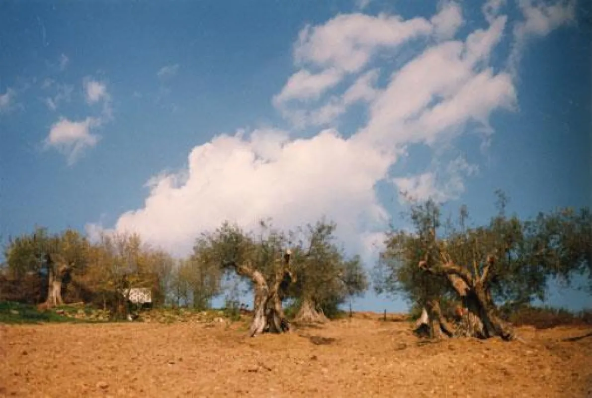 Alter Olivenhain in La Rogaia