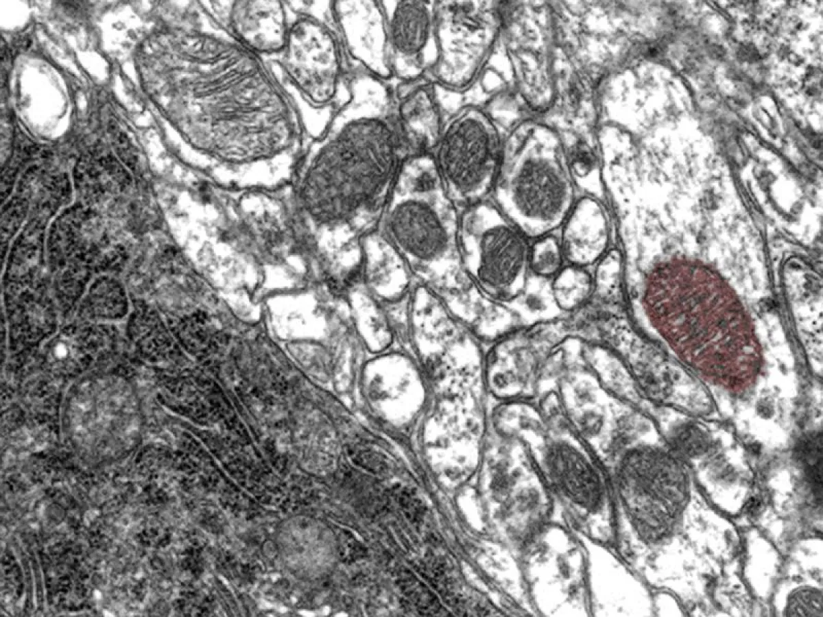 Cells imaged in an electron microscope. A mitochondrion of one cell is highlighted in red. (Copyright: Hartwig Wolburg / Universität Tübingen)