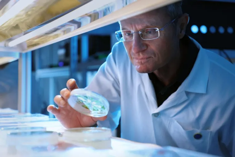 Bild: Münchner Pflanzenforscher machen Photosynthese fit für den Klimawandel