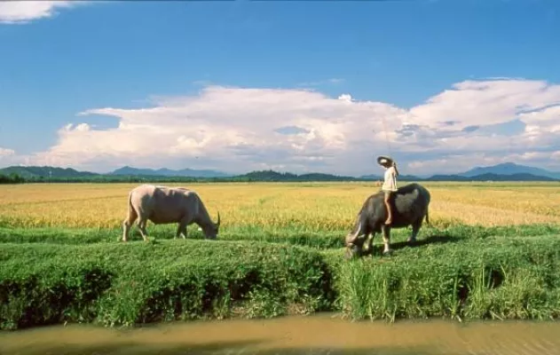 Vietnam Reisen - Das Jahr des Büffels – Tet, das Vietnamesisches Neujahrsfest Bild: Vietnam Reisen - Das Jahr des Büffels – Tet, das Vietnamesisches Neujahrsfest