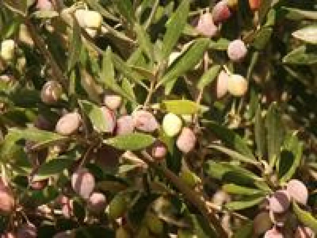 Olivenbaum bei Flisvos