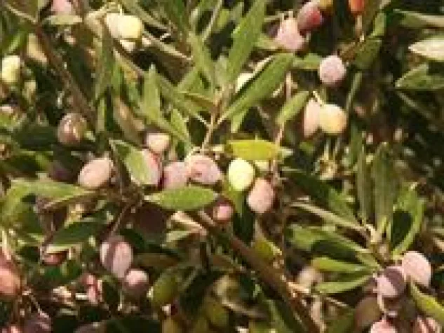 Bild: Magenfreundliche Olive