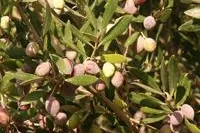 Magenfreundliche Olive Bild: Magenfreundliche Olive