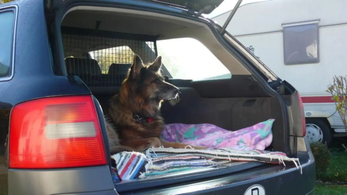 Beim Umzug auch an ein Plätzchen für den Vierbeiner denken: Größere Hunde können im Kofferraum eines Wagens mitgenommen werden.