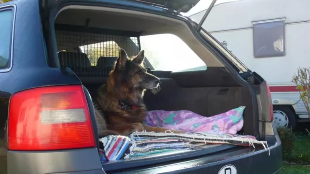 Bild: Pack den „Vierbeiner“ ein …: Umzüge mit Hunden und Katzen