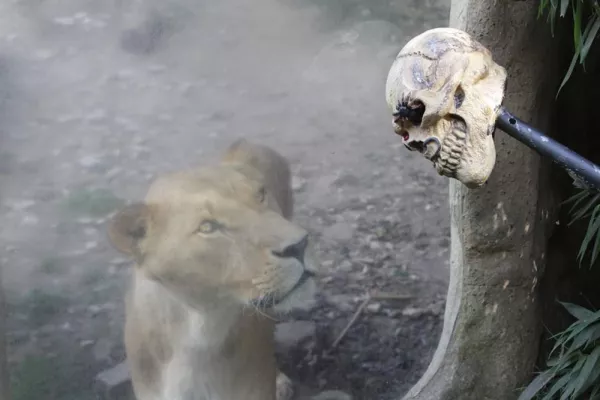 Bild: Erstes Halloween Festival im Zoo Osnabrück