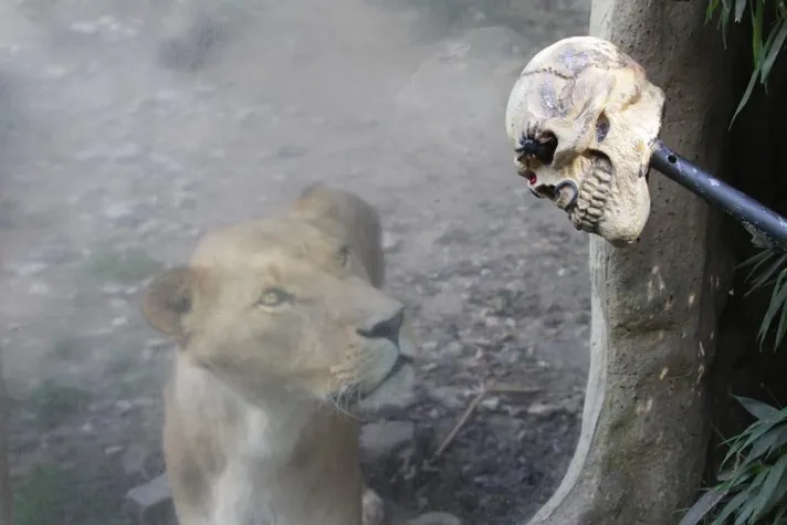 Bild: Erstes Halloween Festival im Zoo Osnabrück