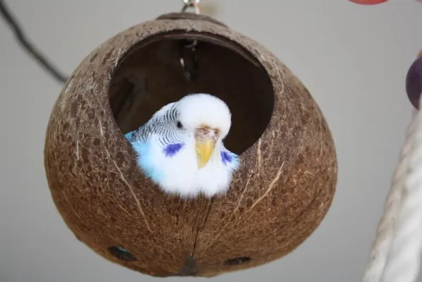 Bild: Verhütung bei Wellensittichen - Wie verhindere ich Nachwuchs?