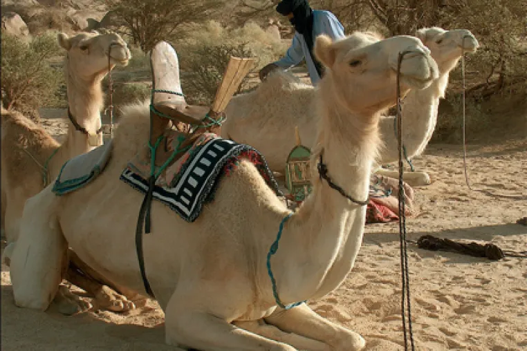 Bild: Algerien/Deutschland: Cap Sahara Tours startet Kooperation mit Afrika-Welt-Reisen