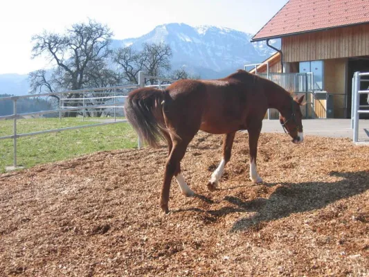 Immer in Bewegung im neuen Bewegungsstall Bild: Immer in Bewegung im neuen Bewegungsstall