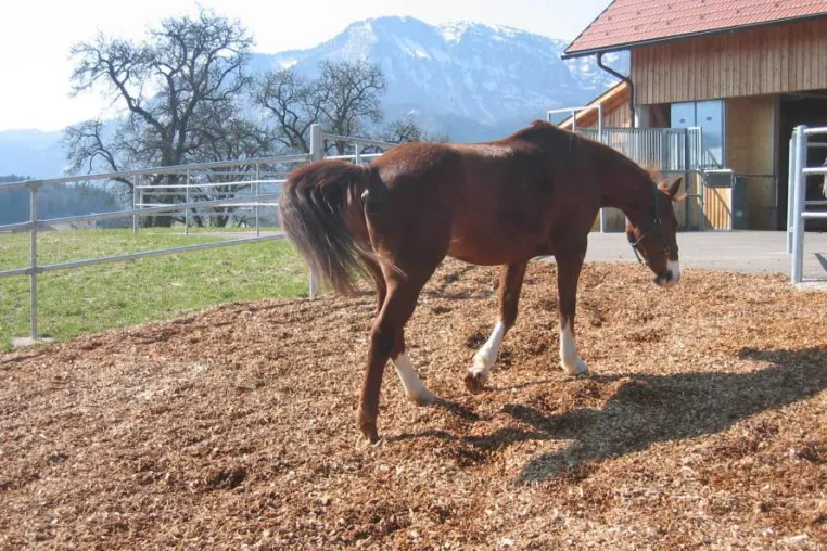 Bild: Immer in Bewegung im neuen Bewegungsstall