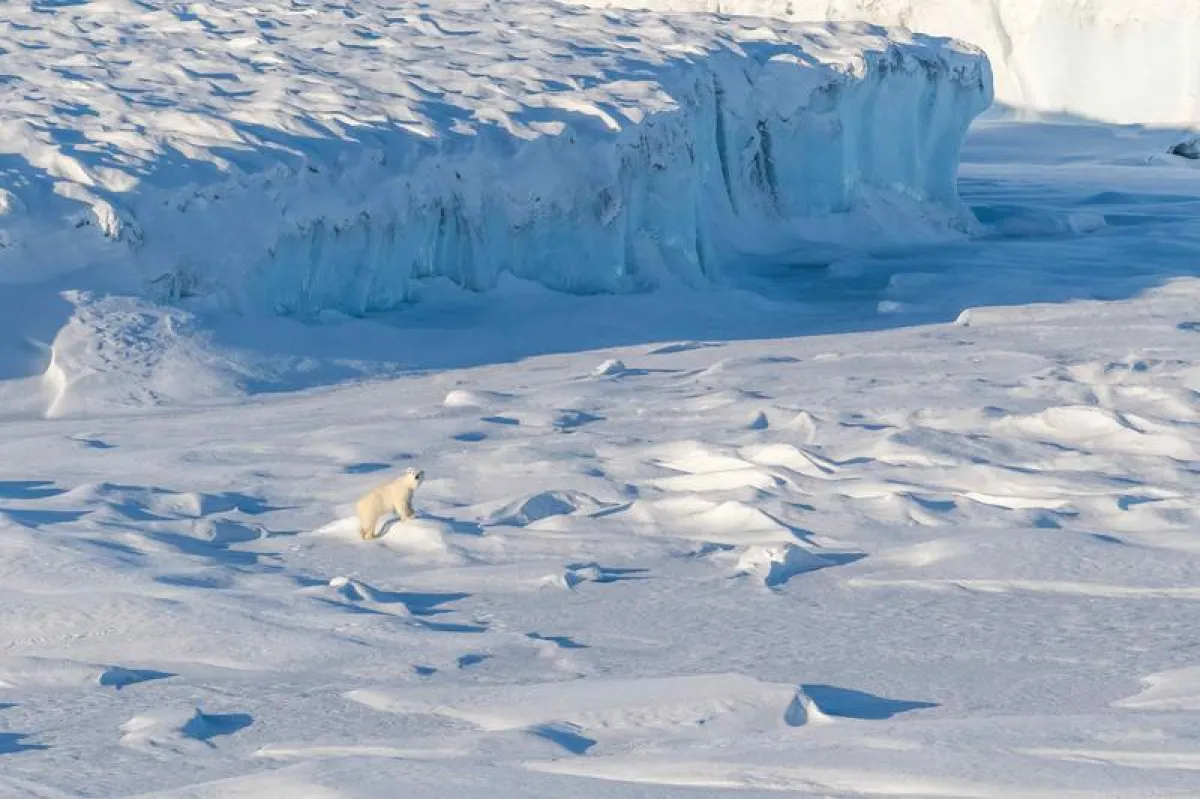 Eisbär vor der grönländischen Küste (Foto: Alfred-Wegener-Institut / Christian R. Rohleder)