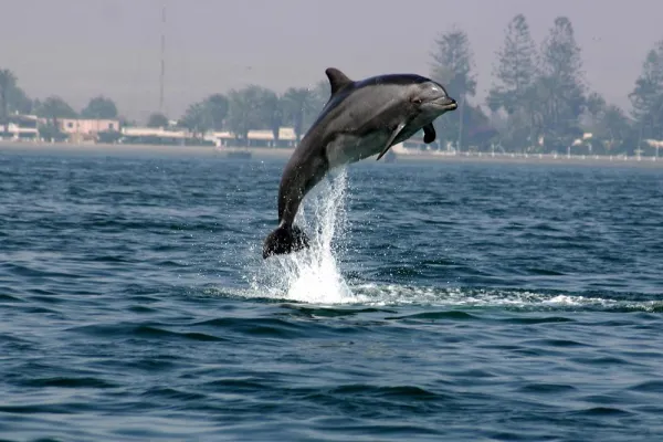 Bild: Delfinprojekt 2007: Delfin- und Walpatenschaften als Weihnachtsgeschenk