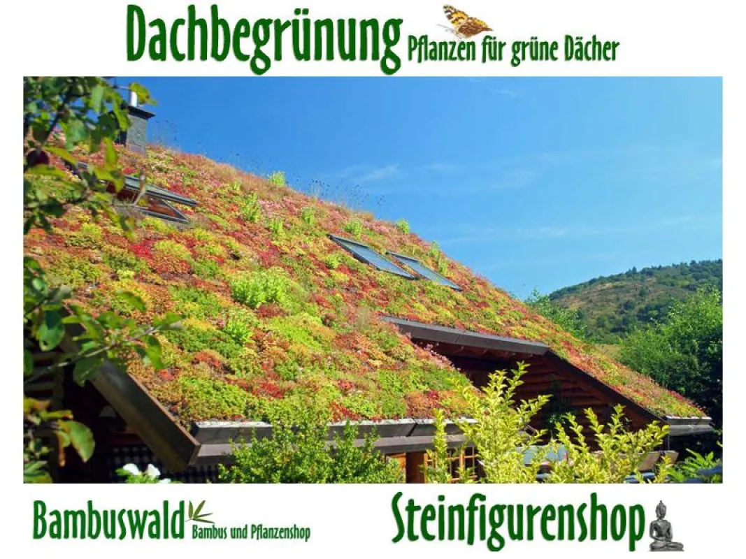 Dachbegrünung Sedum, Sukkulenten, Dachkräuter und Gräser Pflanzen