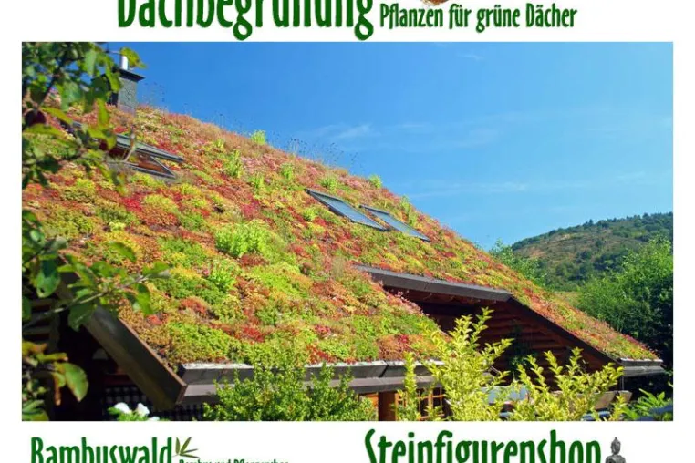 Bild: Dachstaudensortimente für die extensive Dach- Begrünung