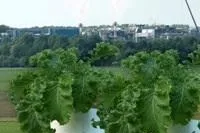 Bild: Umweltmonitoring - Pflanzen für das Umwelt-Qualitätsmanagement