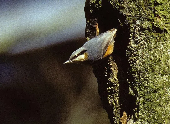 Bild: Start der Veranstaltungsreihe „Abenteuer Natur – Biologische Expedition auf dem Baumkronenpfad“