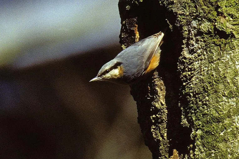 Bild: Start der Veranstaltungsreihe „Abenteuer Natur – Biologische Expedition auf dem Baumkronenpfad“