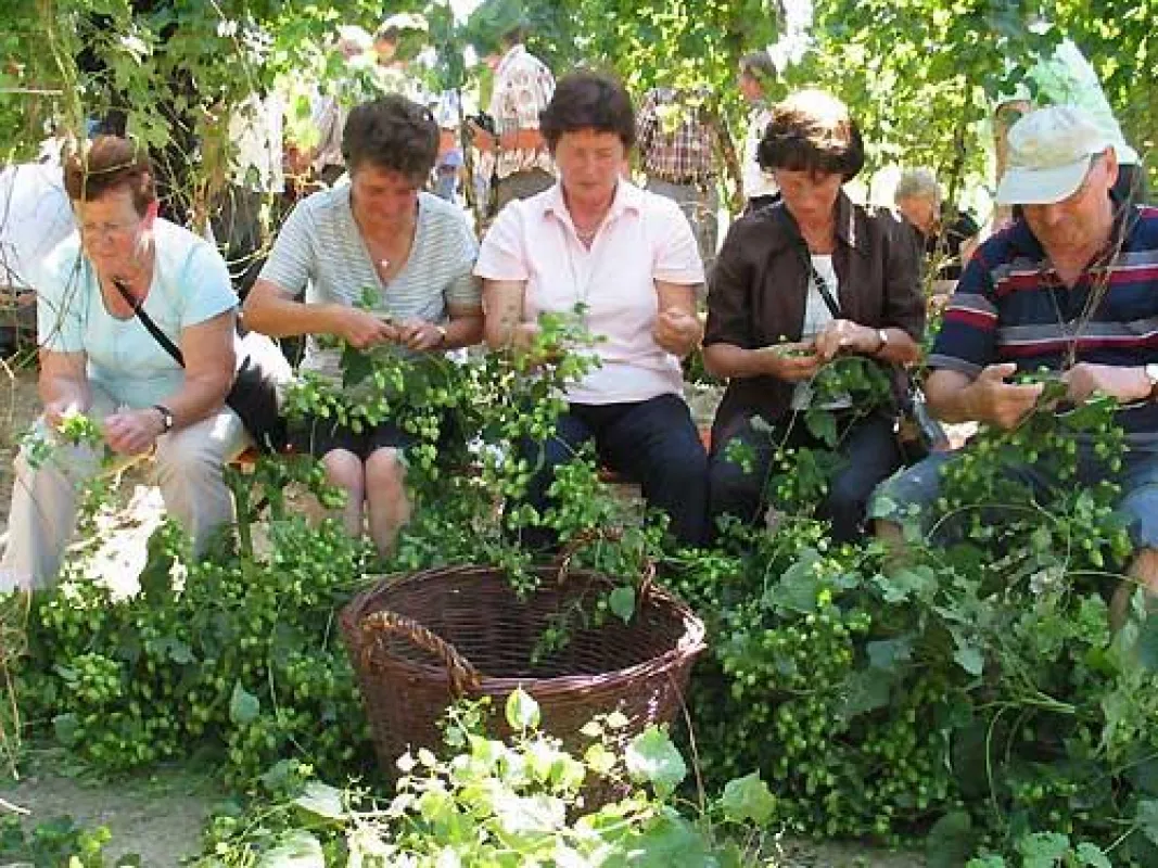 Die Arbeitsgemeinschaft Hopfenland Hallertau sucht für die Hallertauer Hopfenwochen aktuelle Veranstaltungen von Juli bis September, wie hier gezeigt etwa das Hopfenzupfen im Hallertauer Bauernhofmuse