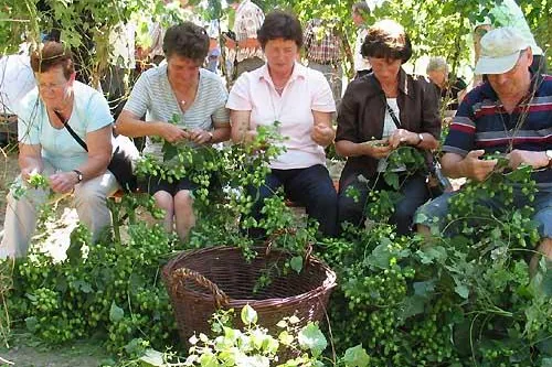 Bild: Hallertau zur Hopfenzeit – Hopfenland erleben