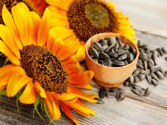 Bild: Sonnenblumenkerne Markt Bestimmen Sie eine spektakuläre Expansion und produktive Wirkung 2018-2026