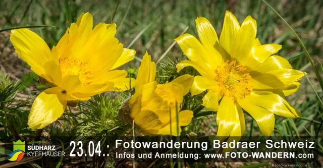 Bild: Fotowanderung zu den Adonisröschen in der Badraer Schweiz