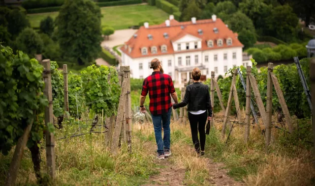 Bild: Höhepunkt im Weinjahr: Tage des offenen Weingutes in Sachsen