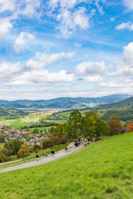 Bild: Bilderausstellung „Traditioneller Viehabtrieb der Erlenbacher Weidegenossenschaft“ 