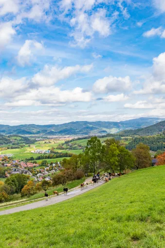 Bild: Bilderausstellung „Traditioneller Viehabtrieb der Erlenbacher Weidegenossenschaft“ 