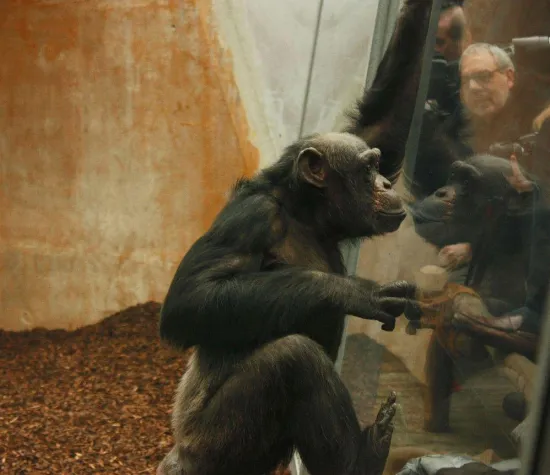 Bild: Wiedersehen mit den Schimpansen